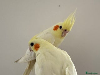 Cockatiels birds Beautiful hand tamed cockatiels - Advert 24