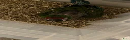 Macaws birds for sale: Selling baby handreared macaws  - Advert 4