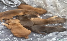 Cocker Spaniel dogs for sale: Show cocker spanials - Image 11