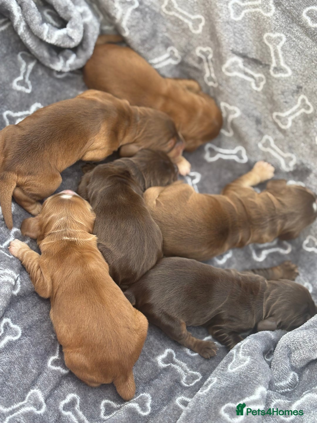Cocker Spaniel dogs for sale: Show cocker spanials - Image 11