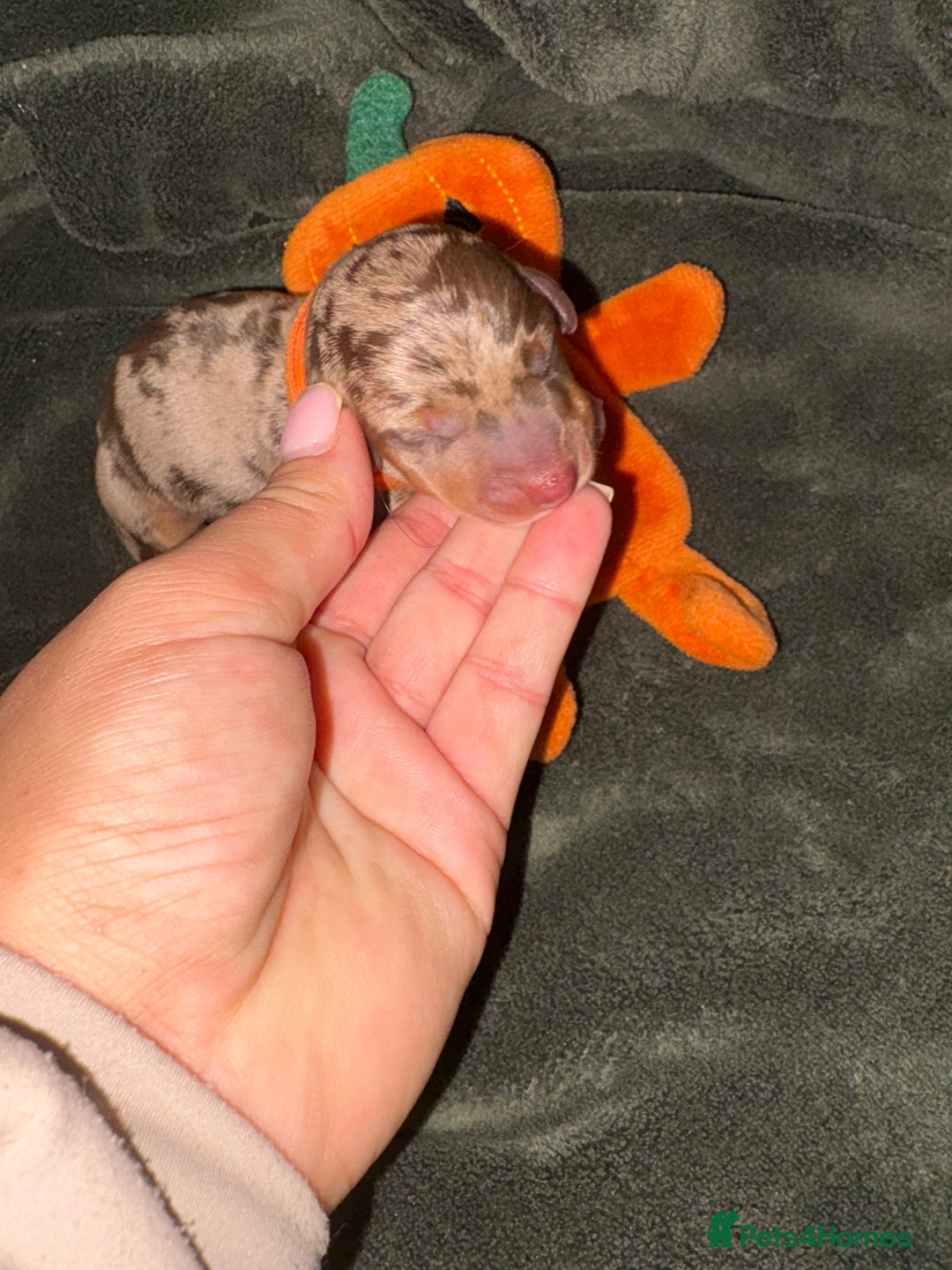 Miniature Dachshund dogs for sale: Miniature dachshund pups for sale 2 boys 1 girl  - Image 10