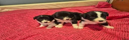 Border Collie dogs for sale: 🐾 Border Collie Puppies Available! ❤️ - Advert 2