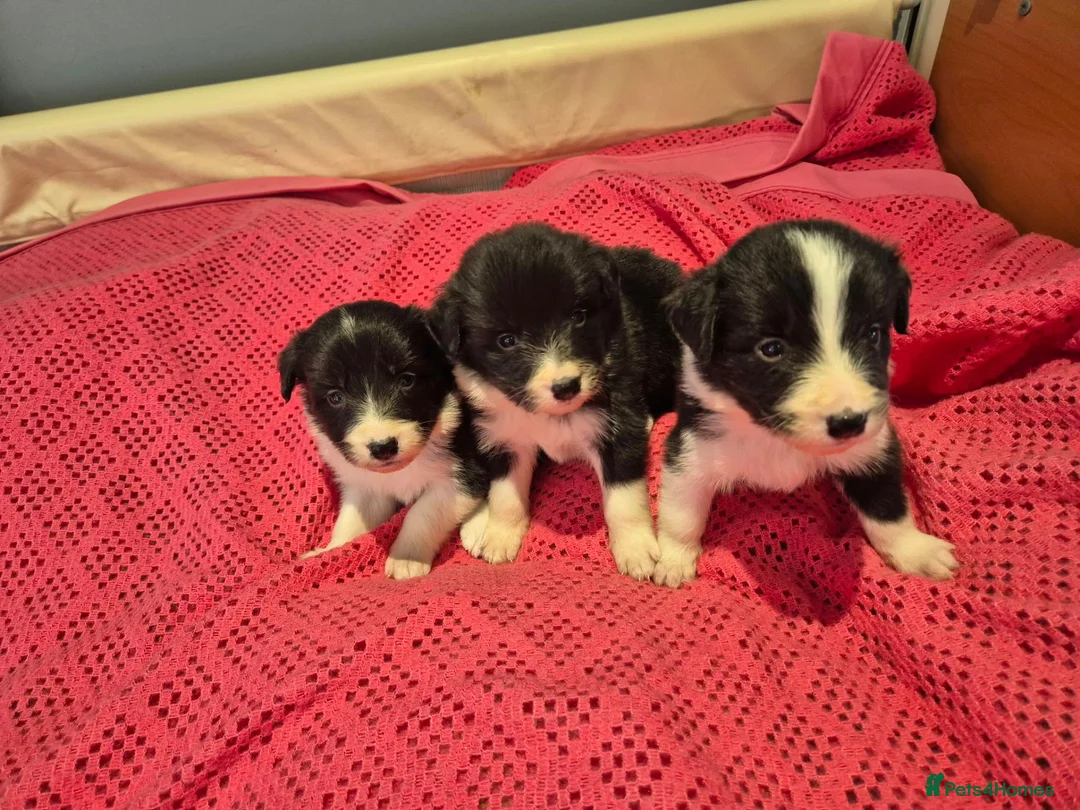 Border Collie dogs for sale: 🐾 Border Collie Puppies Available! ❤️ - Advert 2