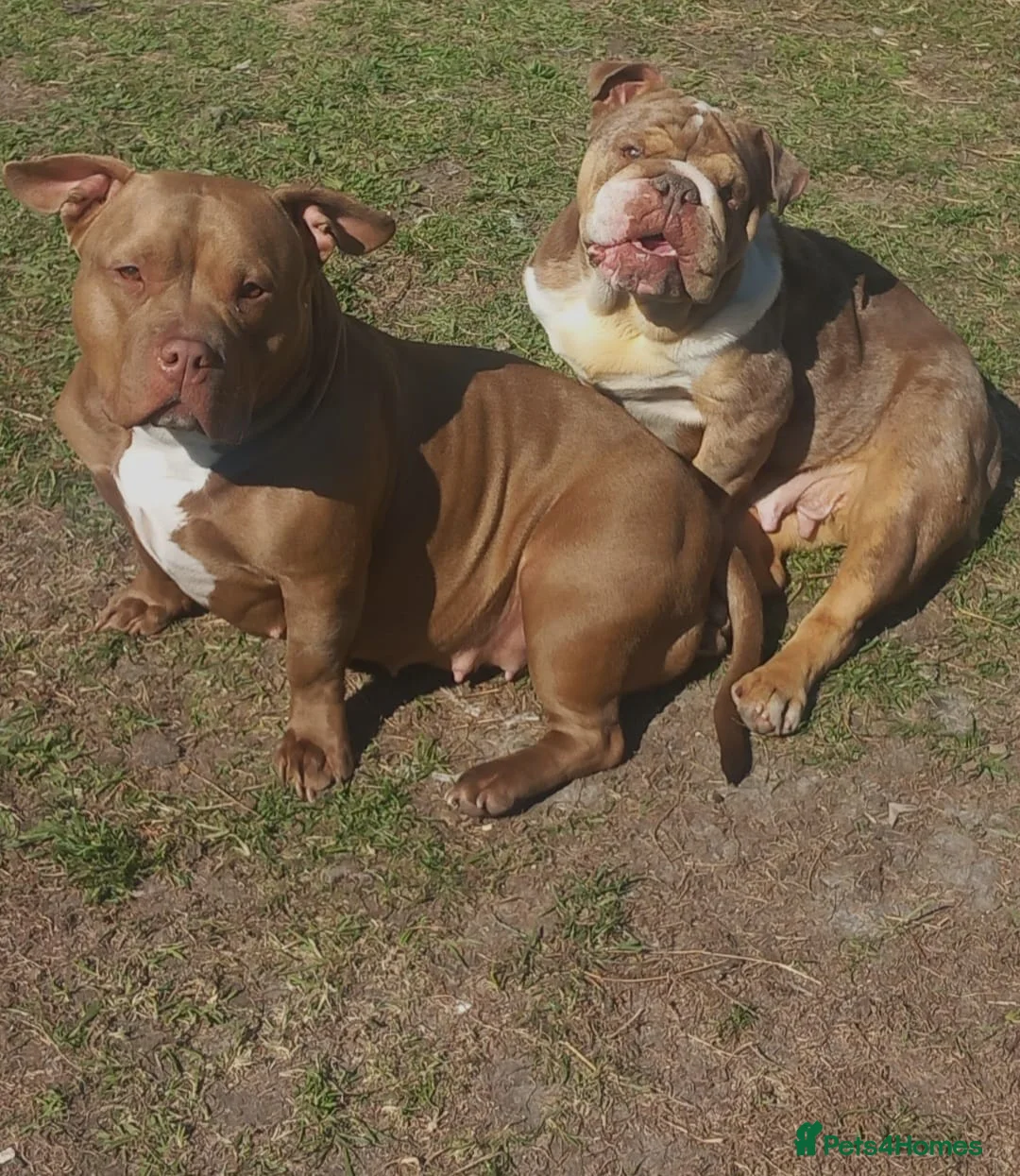 American Bully dogs for sale: Abkc pocket bully bitch  - Advert 8