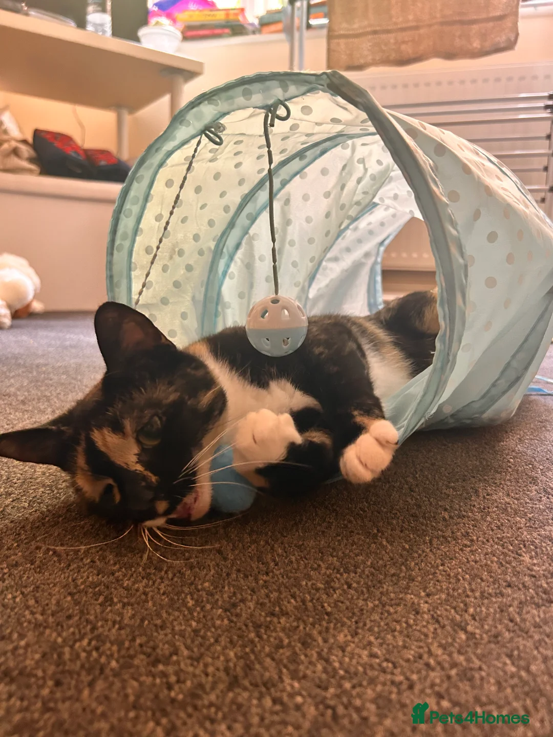 Mixed Breed cats for sale: Female cat for sale  in Atherstone - Advert 2