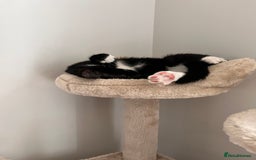Mixed Breed cats for sale: Adorable Kittens Looking for Their Forever Homes - Image 5