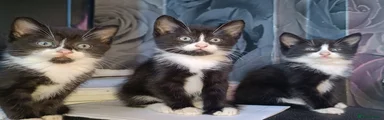 Mixed Breed 3