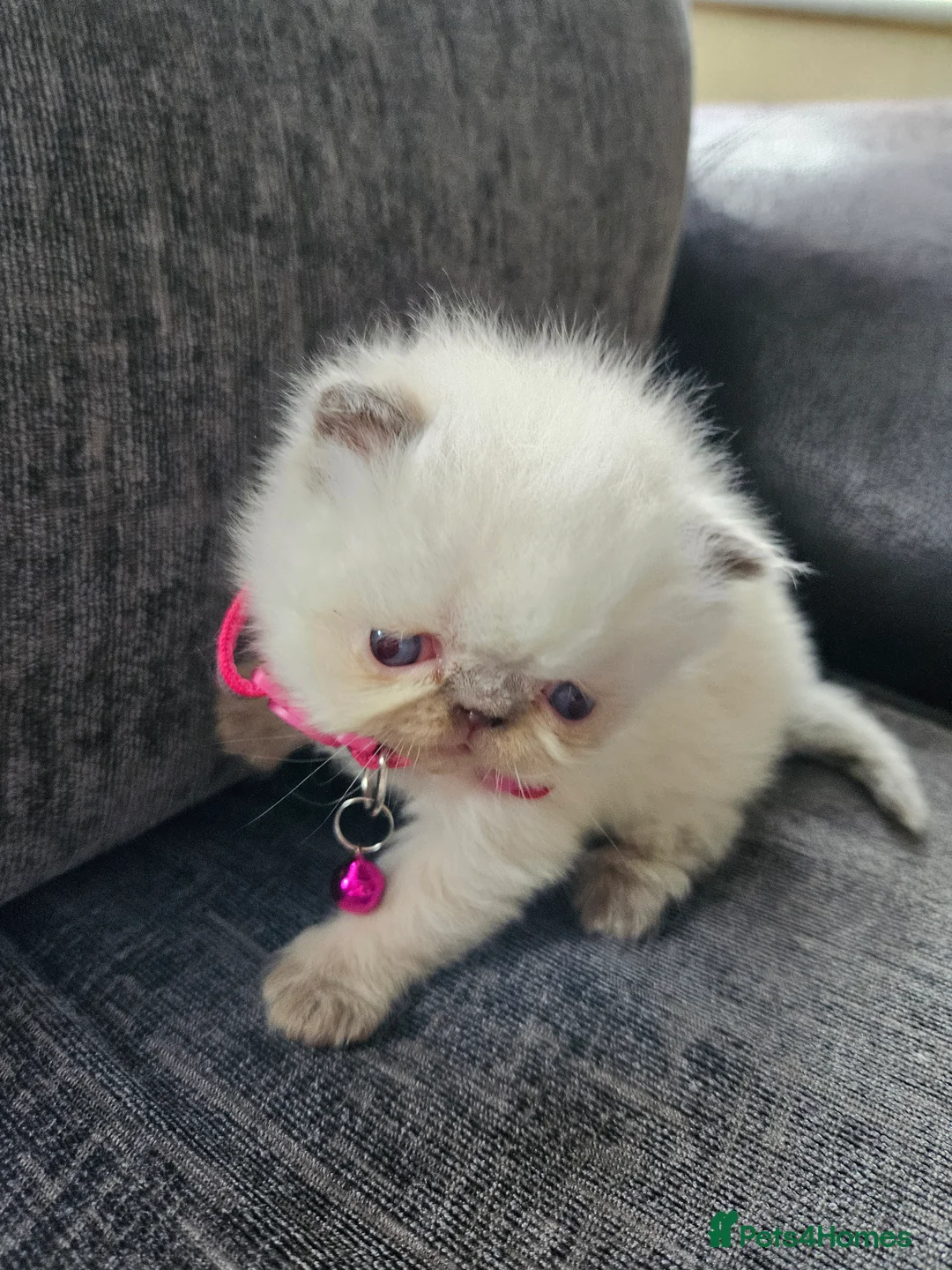 Persian cats for sale: 😻Stunning Pedigree Persian Kittens 😻 - Advert 14