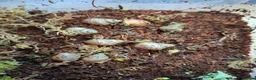 Snails invertebrates for sale: African land snail in Wellington - Advert 3