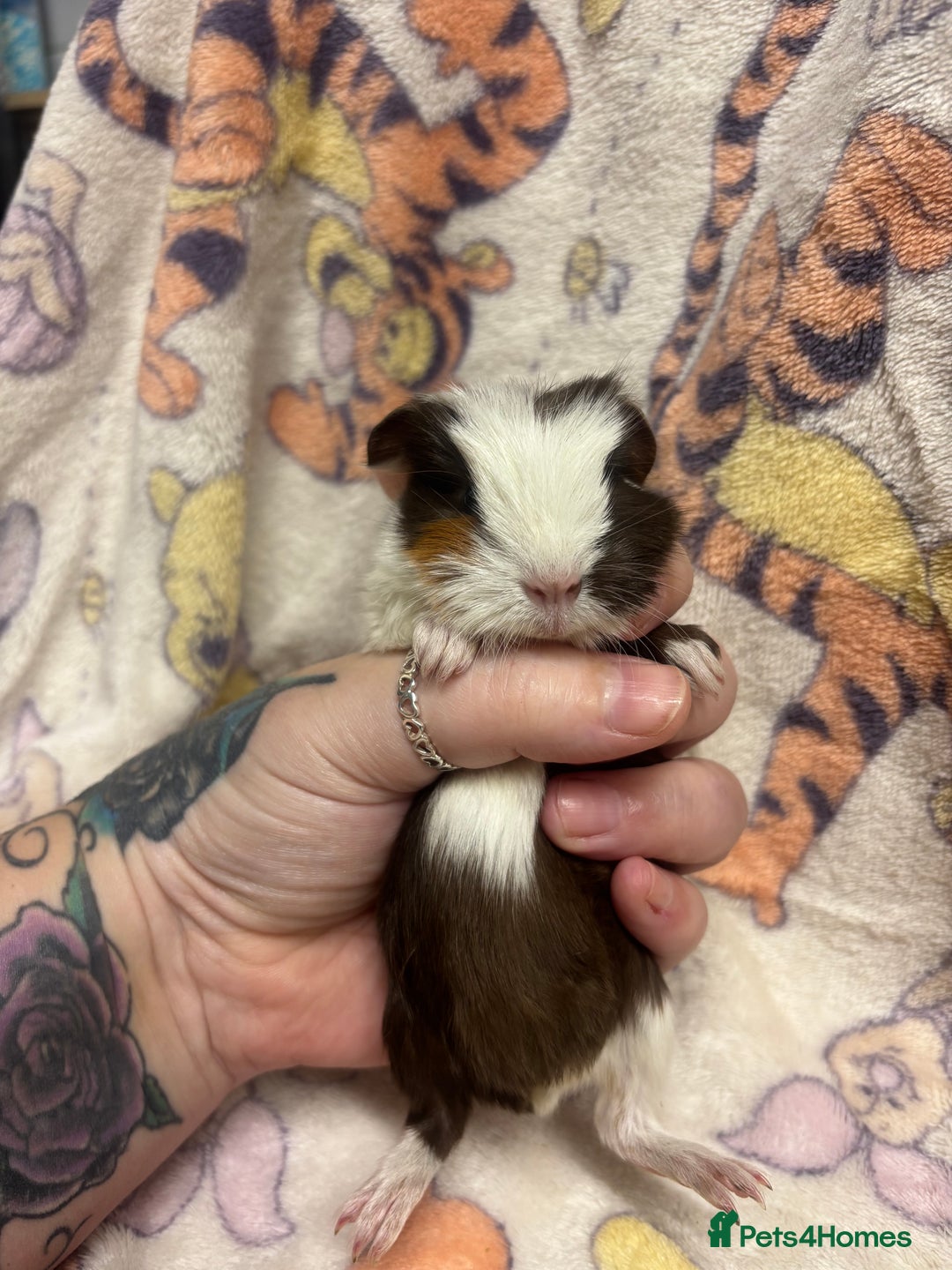 Guinea Pig rodents for sale: 2 beautiful girl piggys  - Advert 17