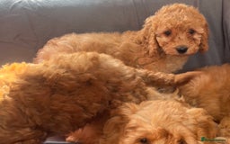 Cavapoo dogs for sale: Cavapoo puppy’s  - Image 7