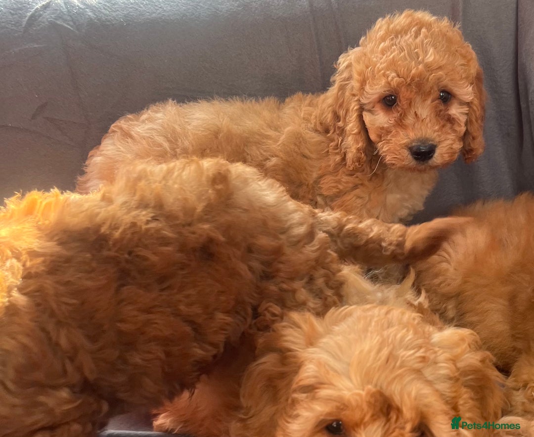 Cavapoo dogs for sale: Cavapoo puppy’s  - Image 7