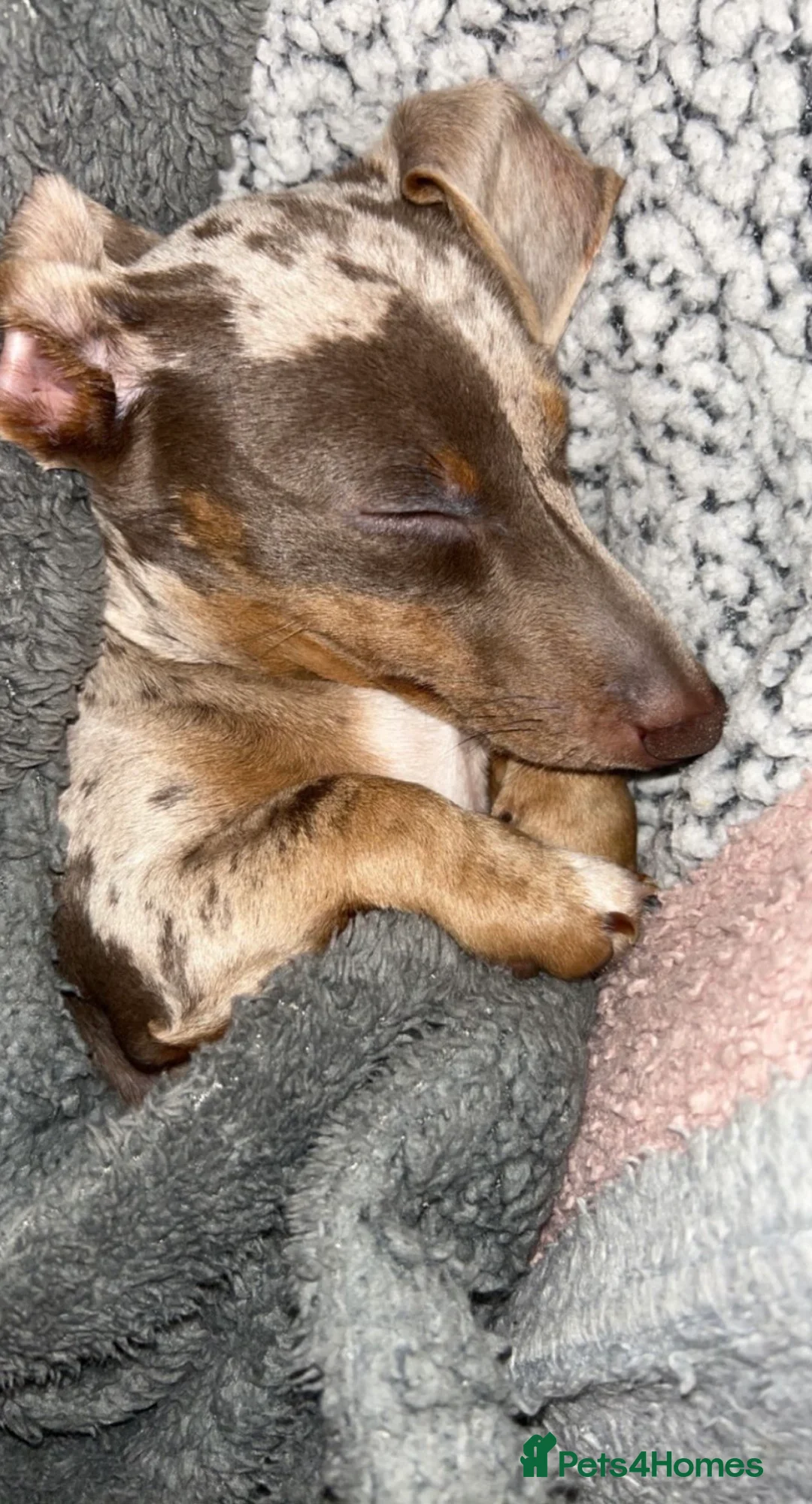 Miniature Dachshund dogs for sale: Miniature Daschund for Sale  in Saint Helens - Advert 2