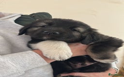 Caucasian Shepherd Dog dogs for sale:  ⭐️Caucasian shepherds⭐️puppies #bears big boned   - Image 1