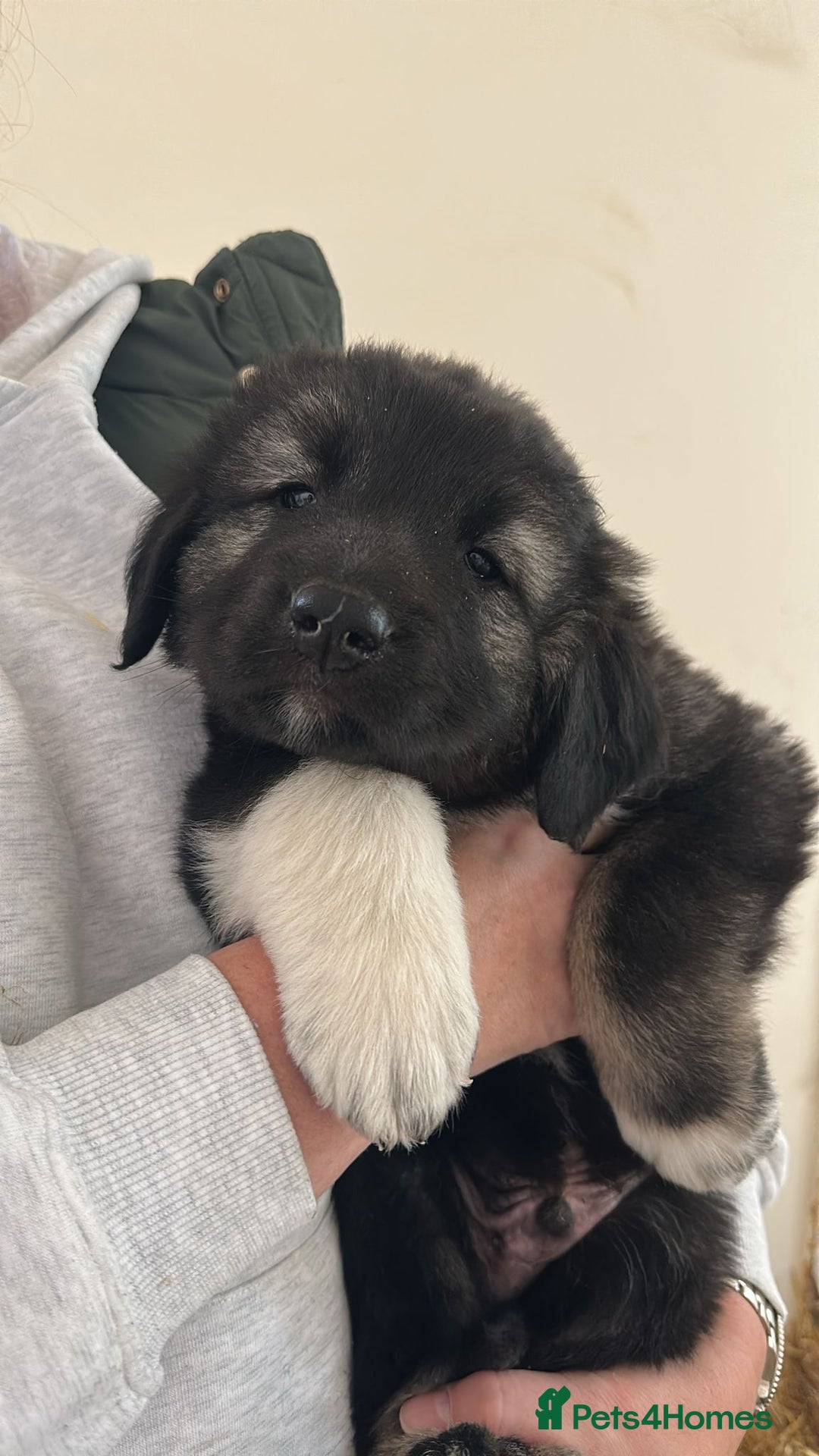 Caucasian Shepherd Dog dogs for sale:  ⭐️Caucasian shepherds⭐️puppies #bears big boned   - Image 1