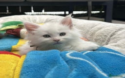 Maine Coon cats for sale: MAINE COON KITTENS SOME POLYDACTYL  - Image 5