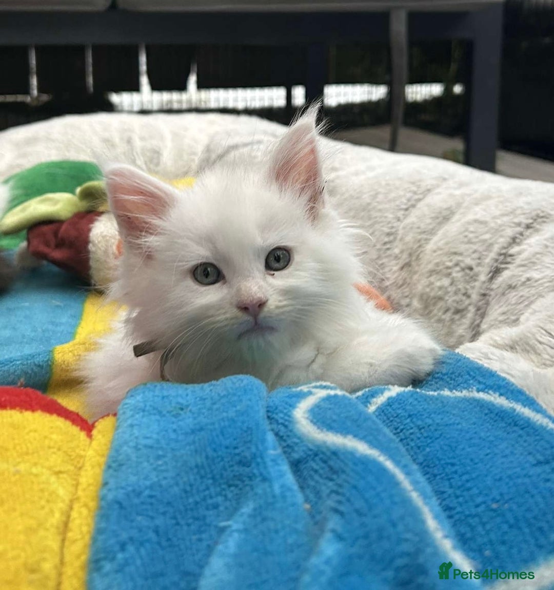 Maine Coon cats for sale: MAINE COON KITTENS SOME POLYDACTYL  - Image 5