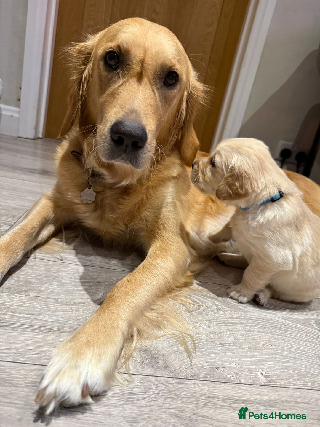 Golden Retriever dogs for sale: Daisy’s first litter - Advert 1