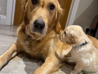 Golden Retriever dogs Daisy’s first litter - Advert 1
