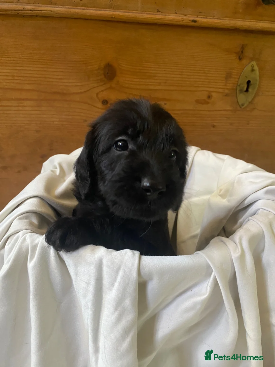 Labradoodle dogs for sale: Miniature Labradoodle  - Advert 2