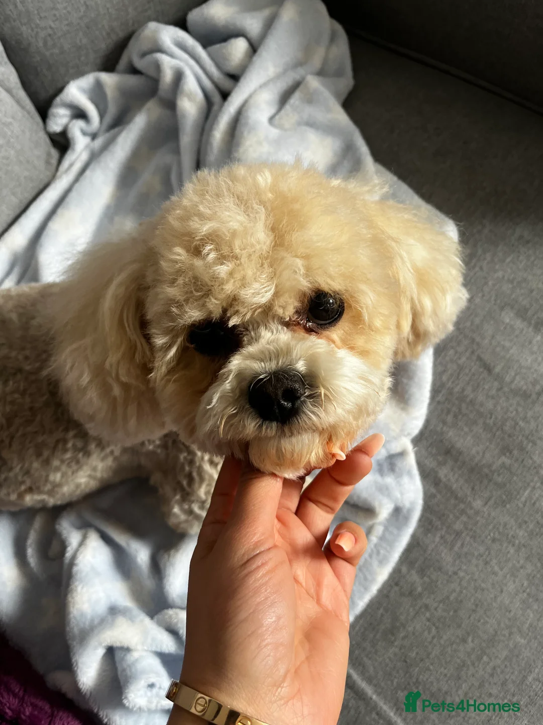 Maltipoo dogs for stud: Stud Toy Maltipoo  in Luton - Advert 2