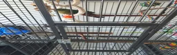 Parrots birds for sale:  Female Australian king parrot with set up - Advert 3