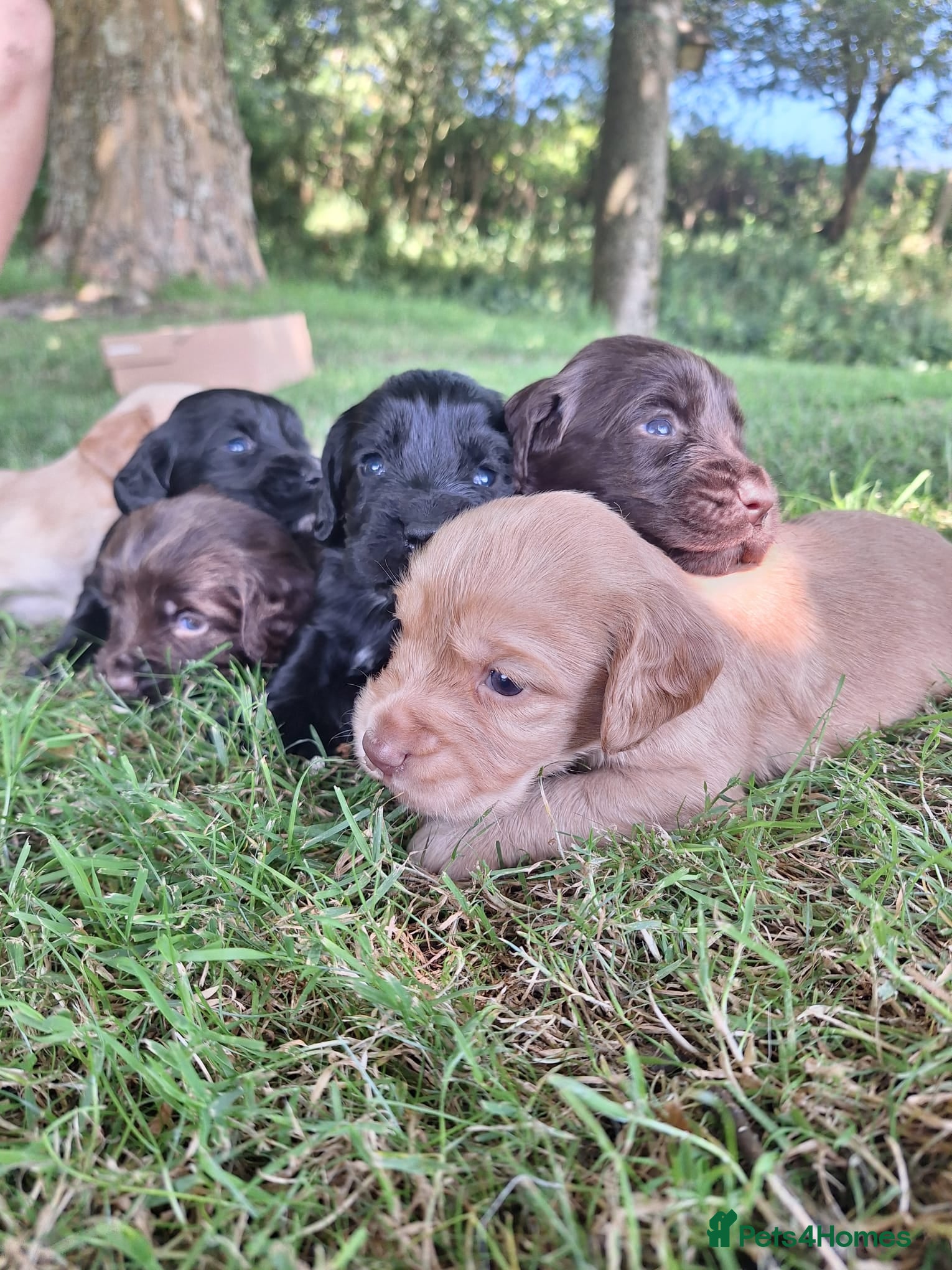 Cocker Spaniel dogs KC Cocker spaniel pups  - Advert 1