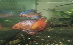 Discus fish for sale: Discuss for sale - Image 2