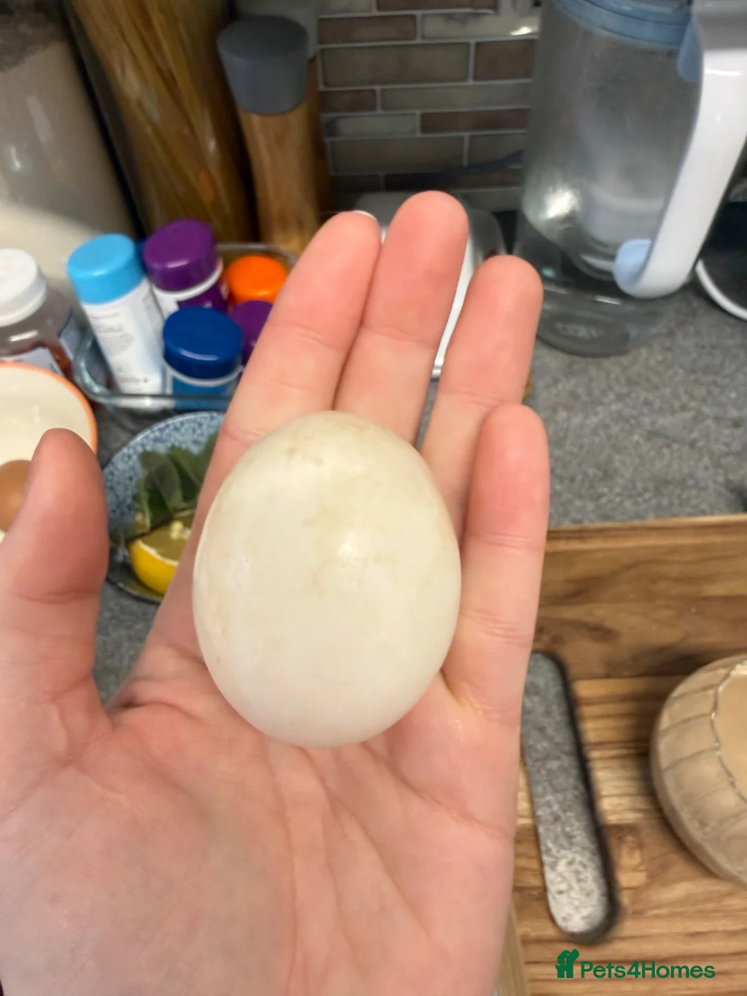 Ducks poultry for sale: Indian Runner Eggs - Advert 4