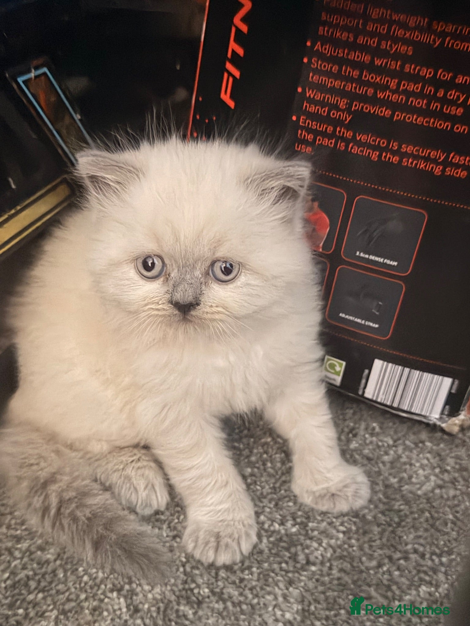 British Shorthair cats Colourpoint British shorthair kitten  - Advert 4