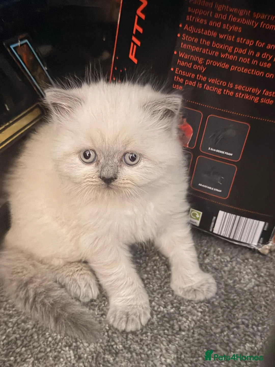 British Shorthair cats for sale: Colourpoint British shorthair kitten  in Birmingham - Advert 1