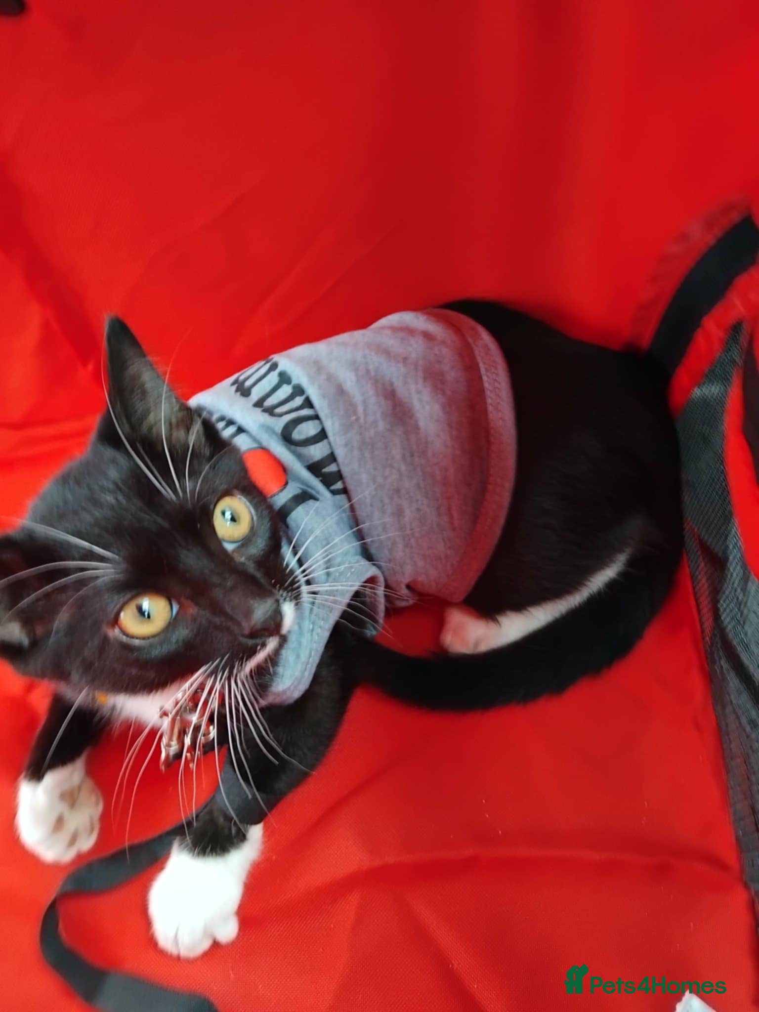 Domestic Shorthair cats Oreo  - Advert 16