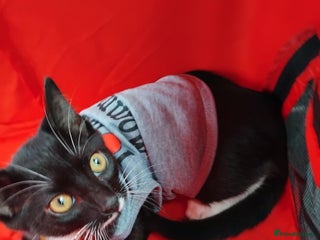 Domestic Shorthair cats - Advert 1