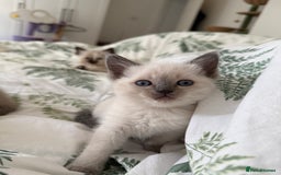 Ragdoll cats for sale: 8 ragdoll kittens, flame point, seal & blue point - Image 22