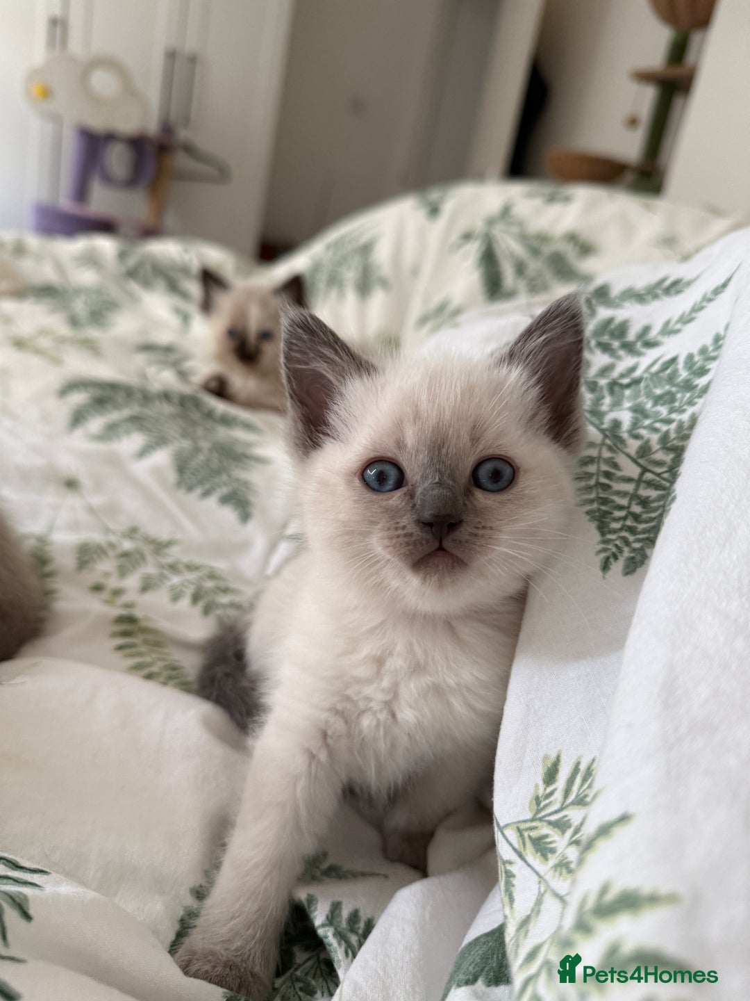 Ragdoll cats for sale: 8 ragdoll kittens, flame point, seal & blue point - Image 22