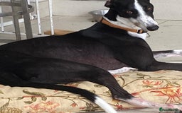Greyhound dogs for sale: Louie loving house trained greyhound laid back - Image 1