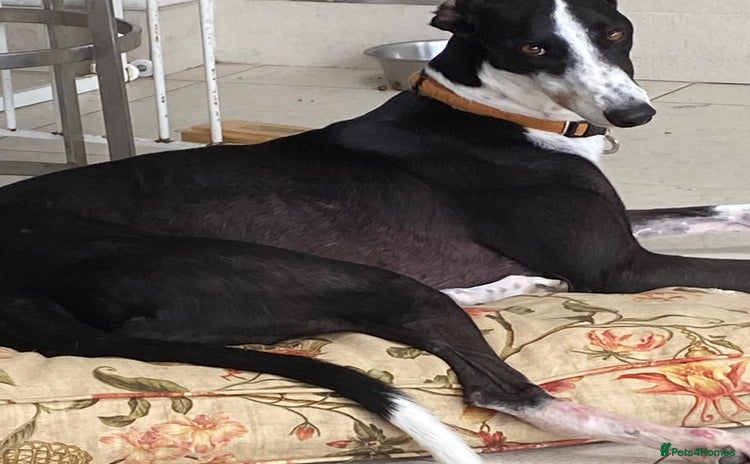 Greyhound dogs - Advert 1