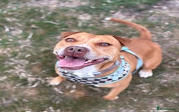 Mixed Breed dogs for sale: 3 yr old staff x bitch  - Image 3