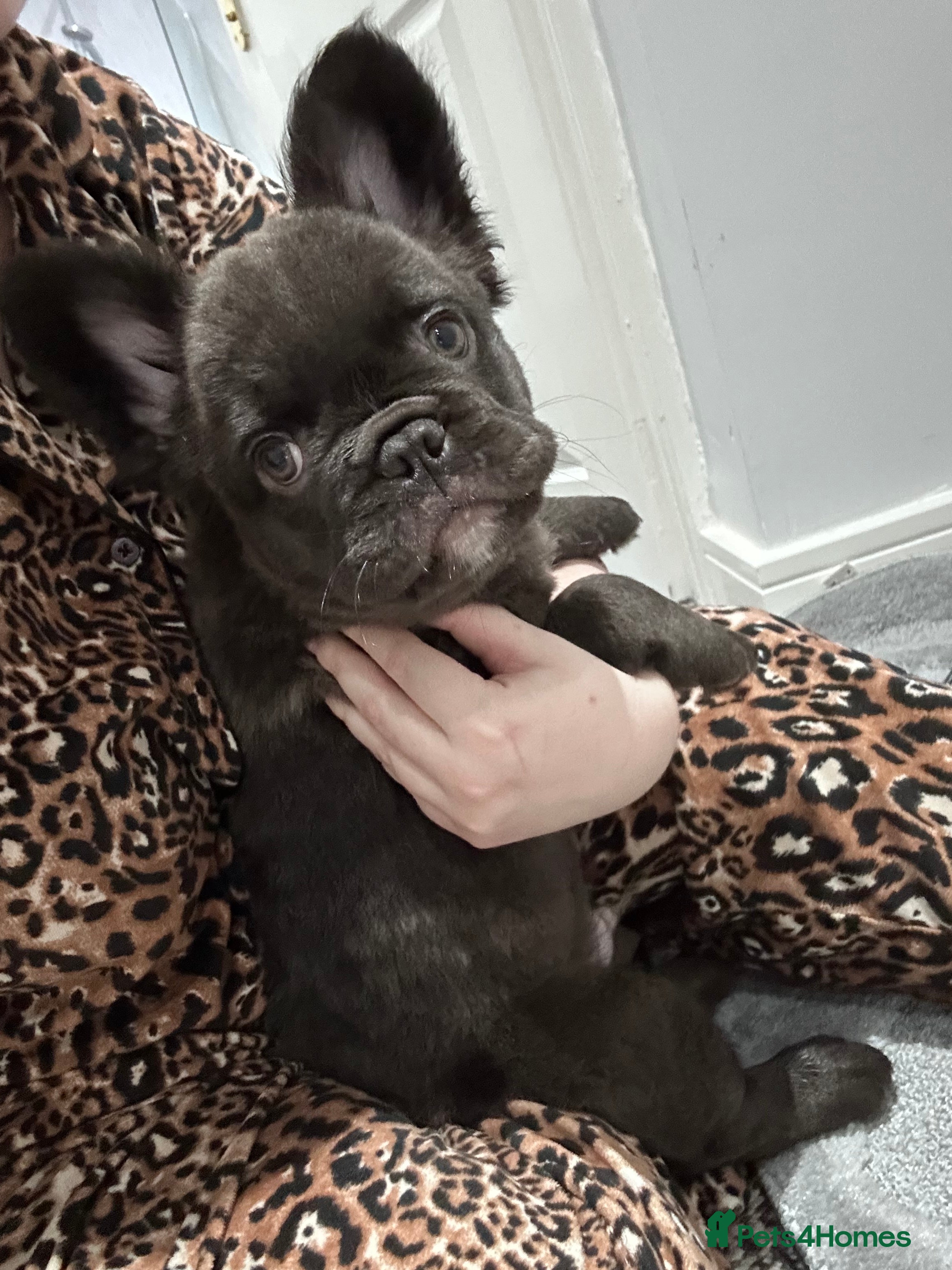 French Bulldog dogs 1 Male FLUFFY FRENCH BULLDOG PUP - KC REGISTERED - Advert 9
