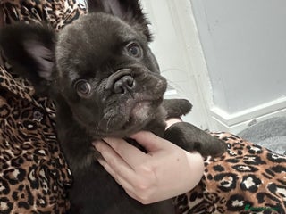French Bulldog dogs 1 Male FLUFFY FRENCH BULLDOG PUP - KC REGISTERED - Advert 6