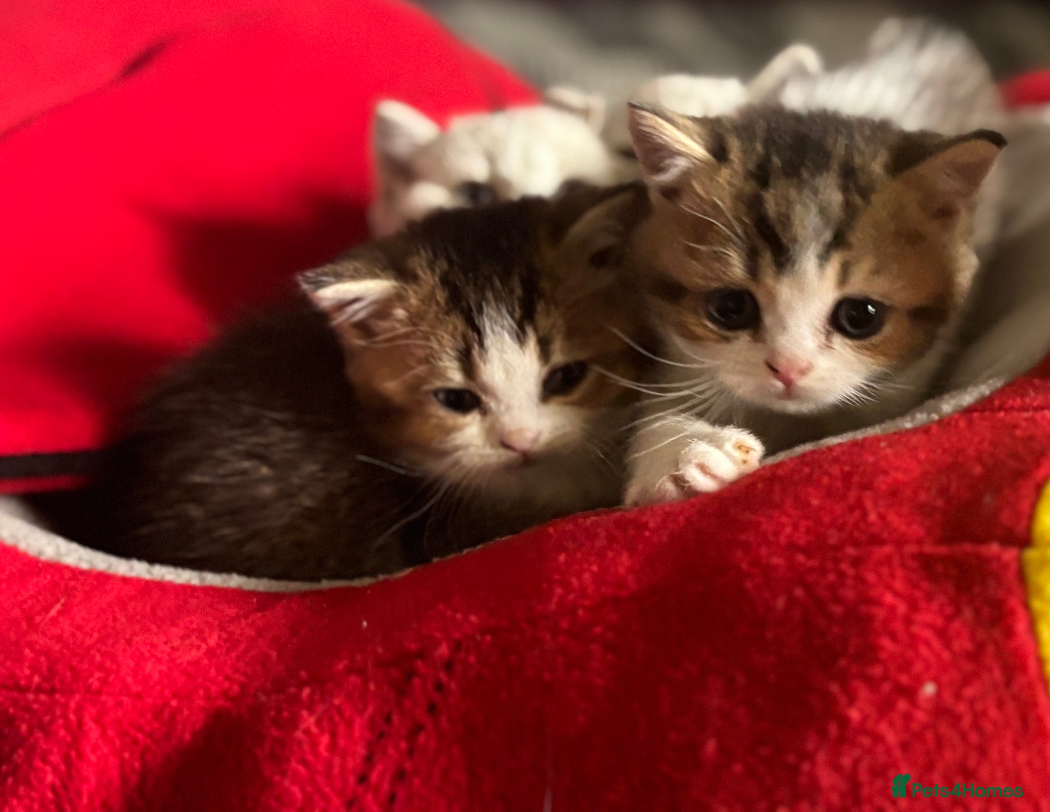 Munchkin cats ✨ Adorable TICA Registered Munchkin Kittens ✨ - Advert 1