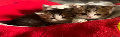 Munchkin Kitten 8