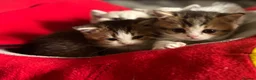 Munchkin cats for sale: Full Pedigree Munchkin Kittens - Advert 15