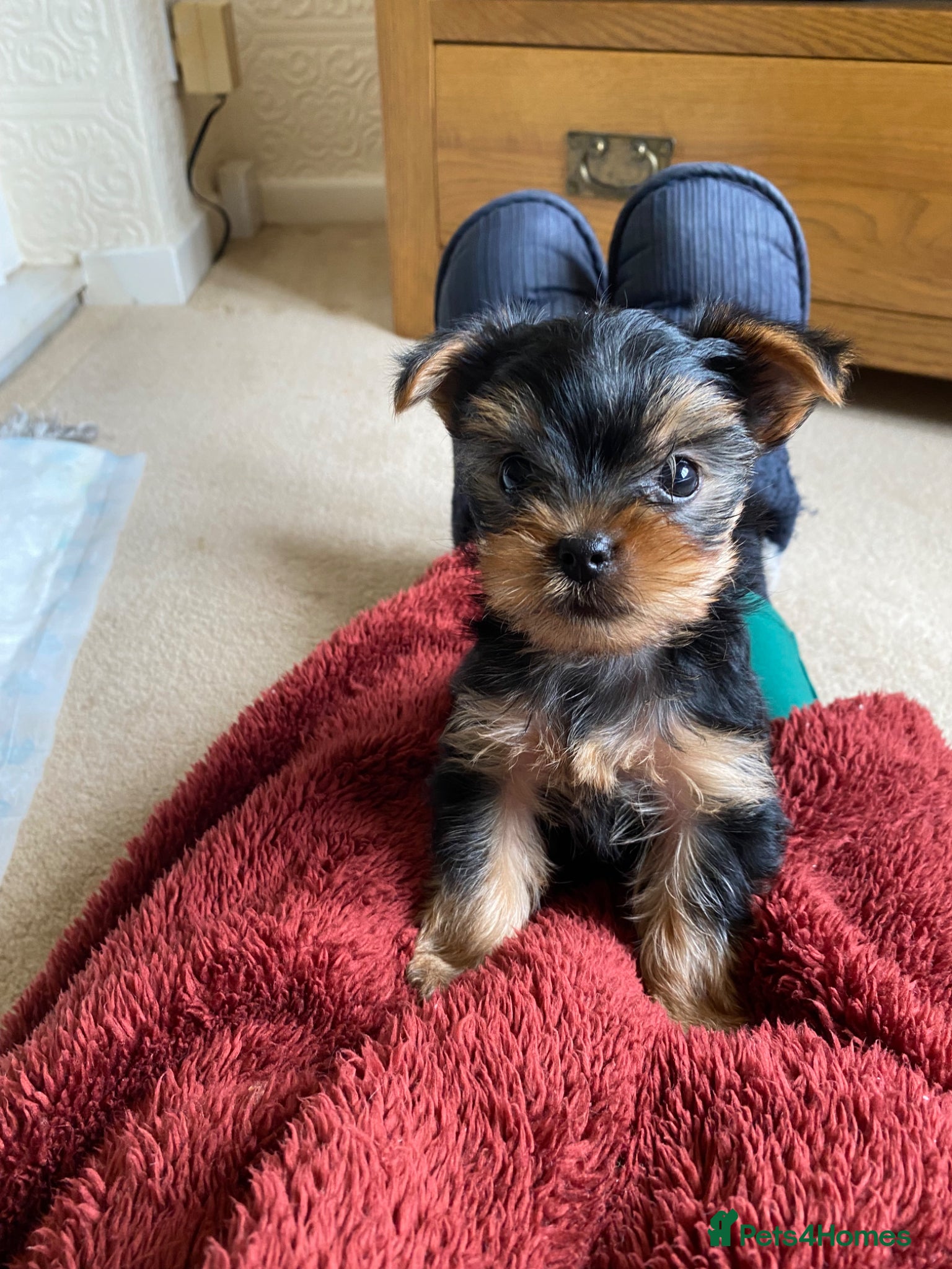 Yorkshire Terrier dogs Yorkshire Terrier Puppies  - Advert 1
