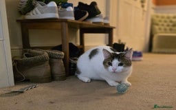 British Shorthair cats for sale: Jay - lovely male british short-hair  - Advert 1