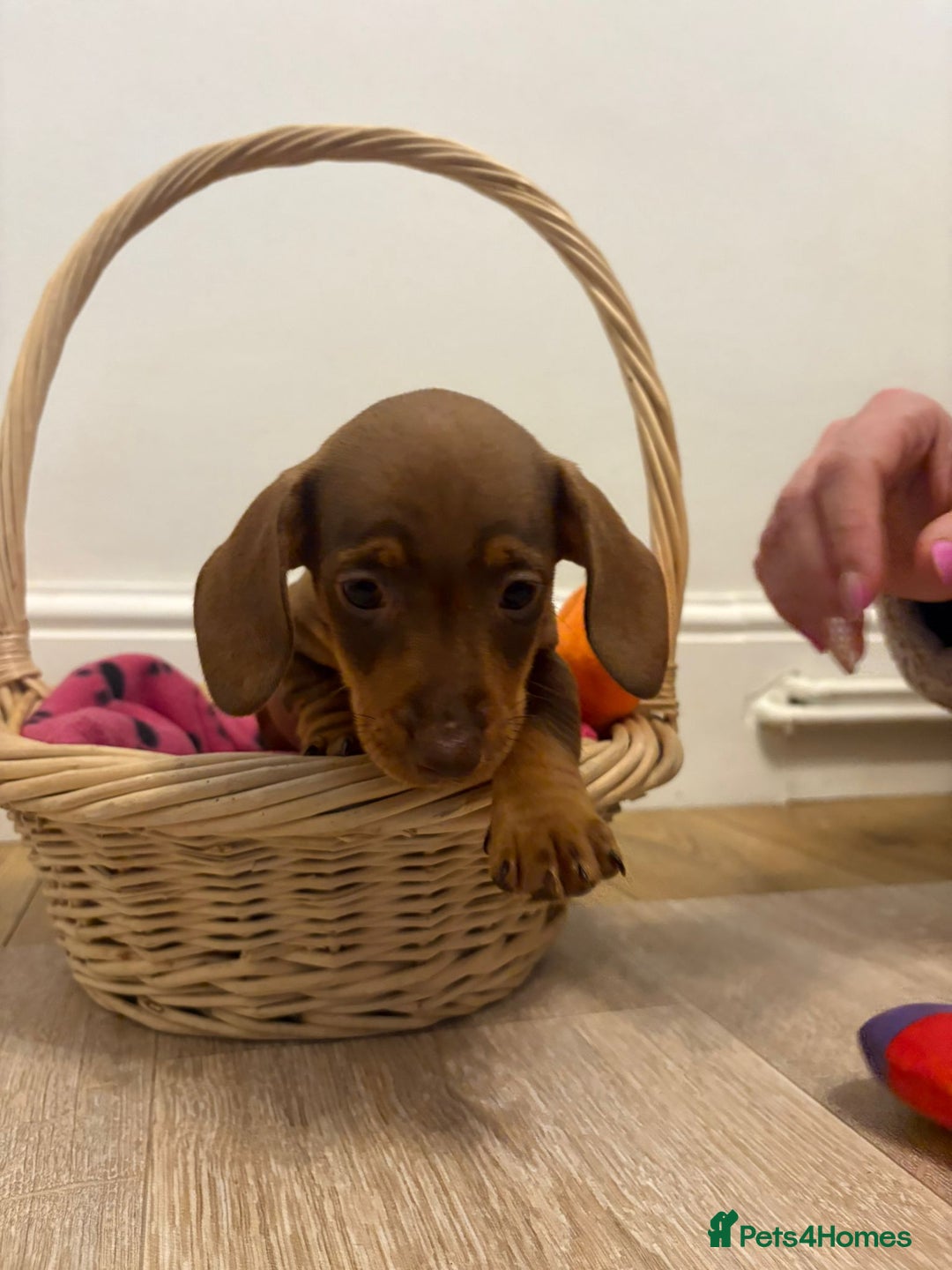 Miniature Dachshund dogs for sale: Minature dachshund pups  - Image 8