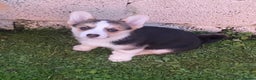 Welsh Corgi Pembroke dogs for sale: 7 Beauitful Corgi Puppies - Advert 7