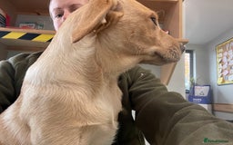 Labrador Retriever dogs for sale: 12 week old KC reg  lab bitch health tested  - Image 6