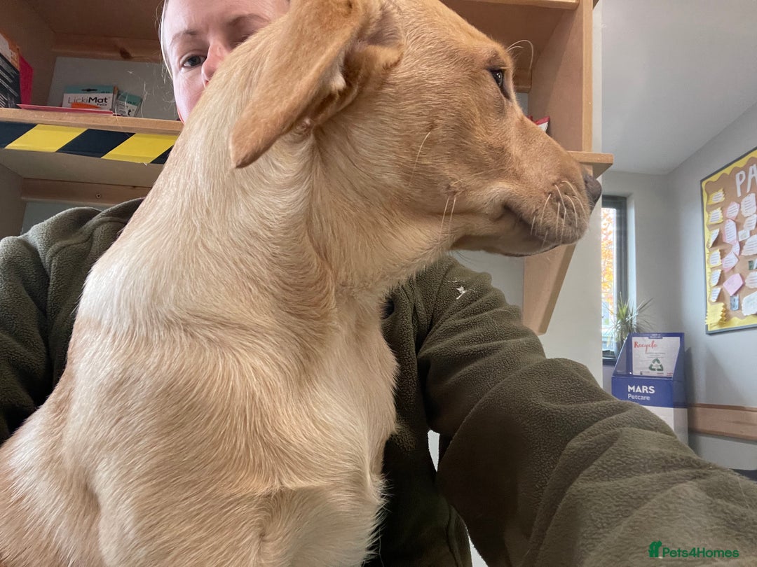 Labrador Retriever dogs for sale: 12 week old KC reg  lab bitch health tested  - Image 6