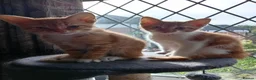 Mixed Breed cats for sale: Adorable kittens ready for forever/loving home - Advert 17
